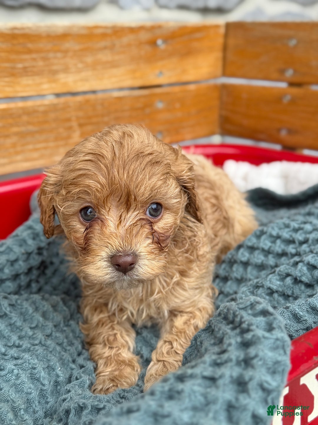 Cavapoo dogs for sale: Ace - Ad 4