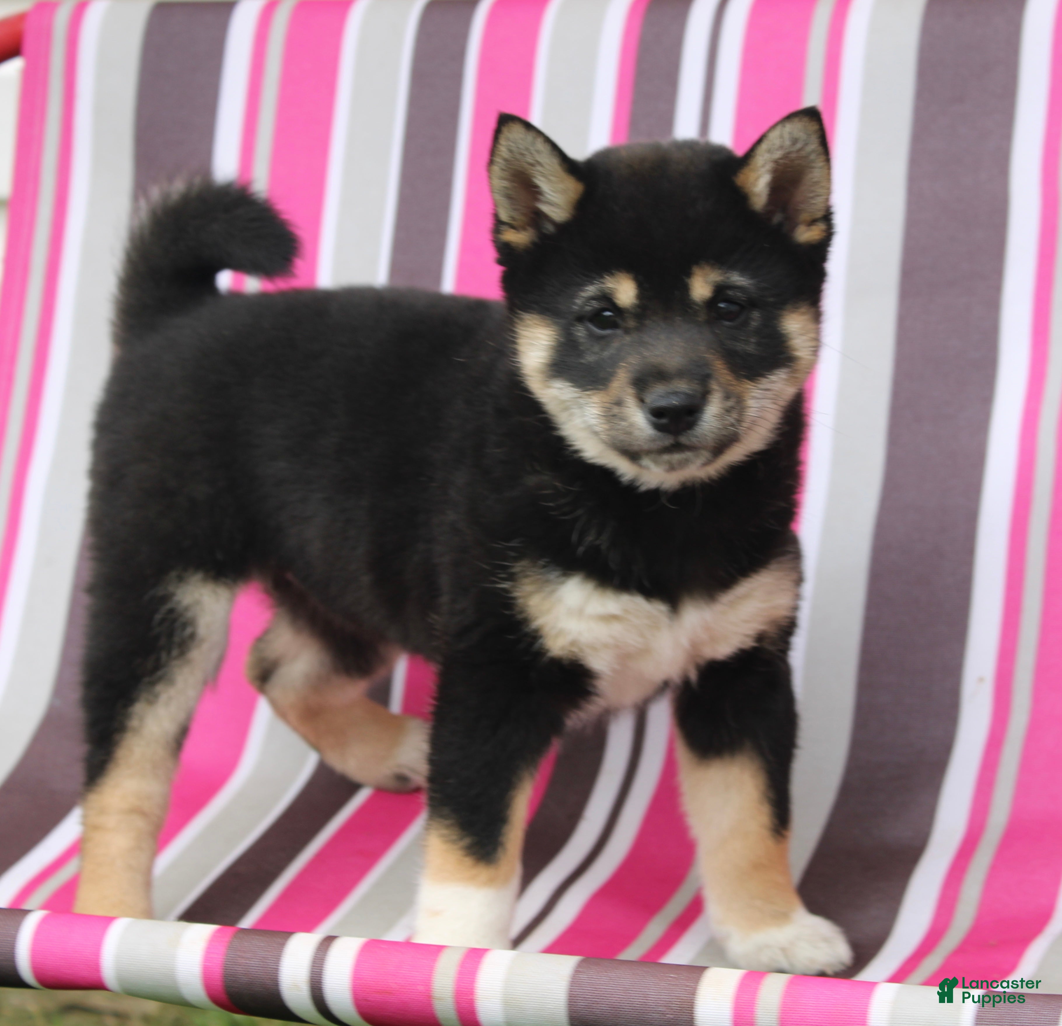 Shiba Inu dogs Teasha - Ad 41