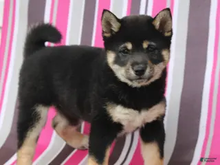 Shiba Inu dogs Teasha - Ad 41