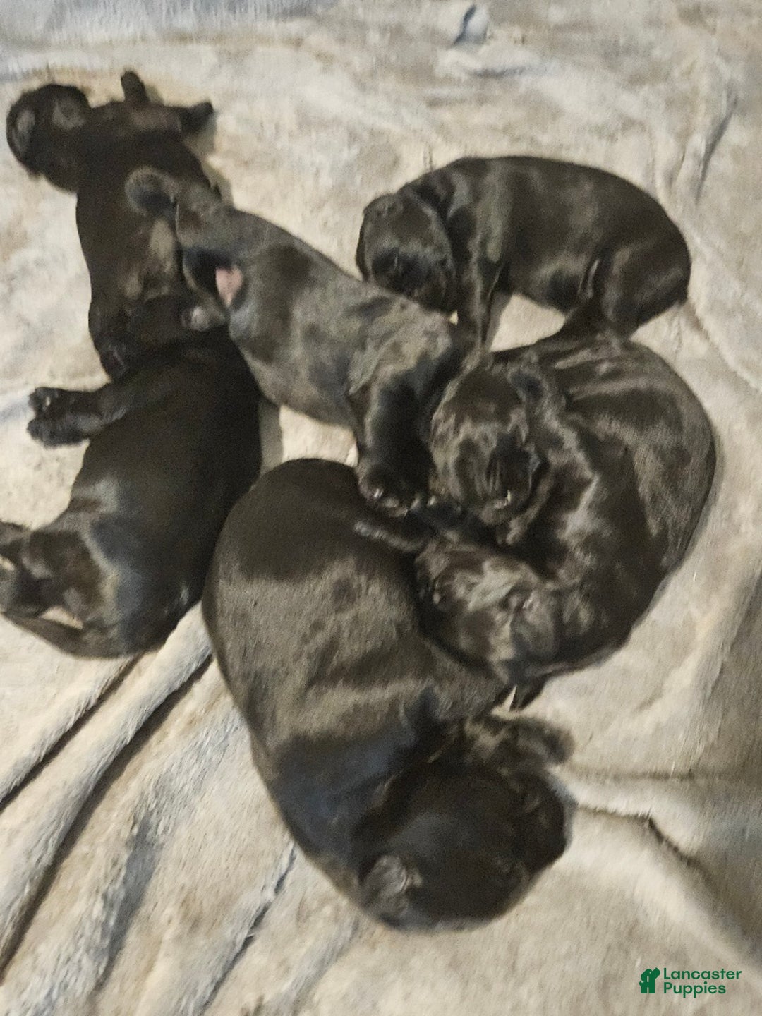 Giant Schnauzer dogs for sale: Giant Schnauzer Puppy 3 - Ad 3