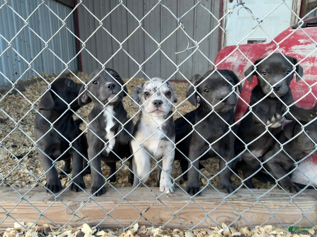 Mixed Breed dogs for sale: Bakunin (Kuni) - Ad 22