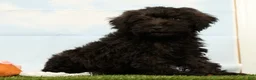 Schnoodle dogs for sale: Hunter - Ad 4