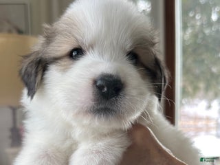 Great Pyrenees dogs Royal Blue - Ad 6