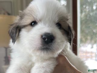 Great Pyrenees dogs Royal Blue - Ad 4