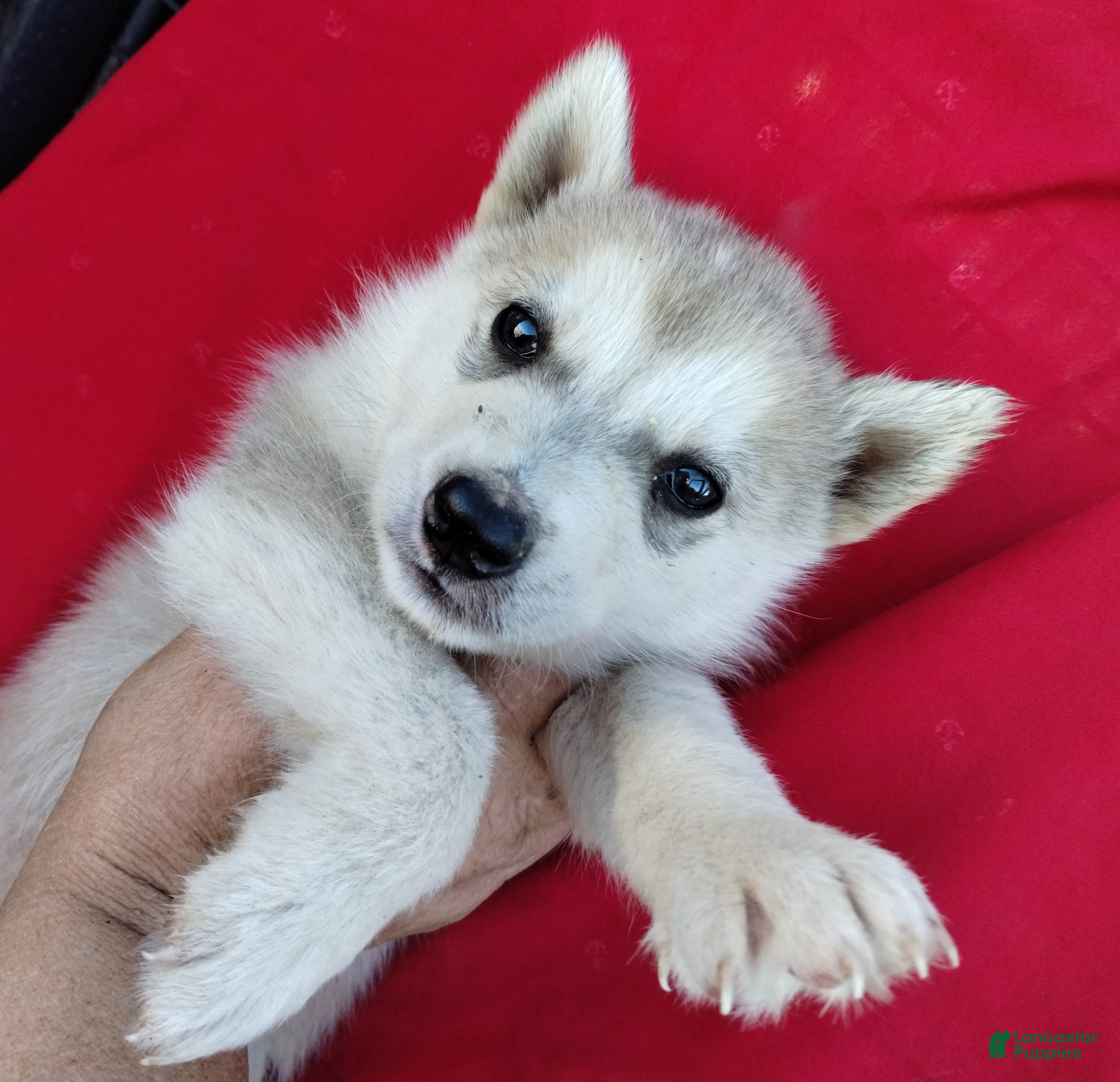Alaskan Husky dogs Alaskan Husky Puppy 1 - Ad 3