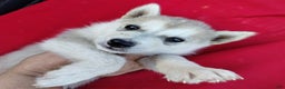 Alaskan Husky dogs for sale: Alaskan Husky Puppy 1 - Ad 1