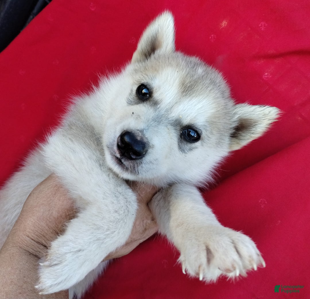 Alaskan Husky dogs for sale: Alaskan Husky Puppy 1 - Ad 1