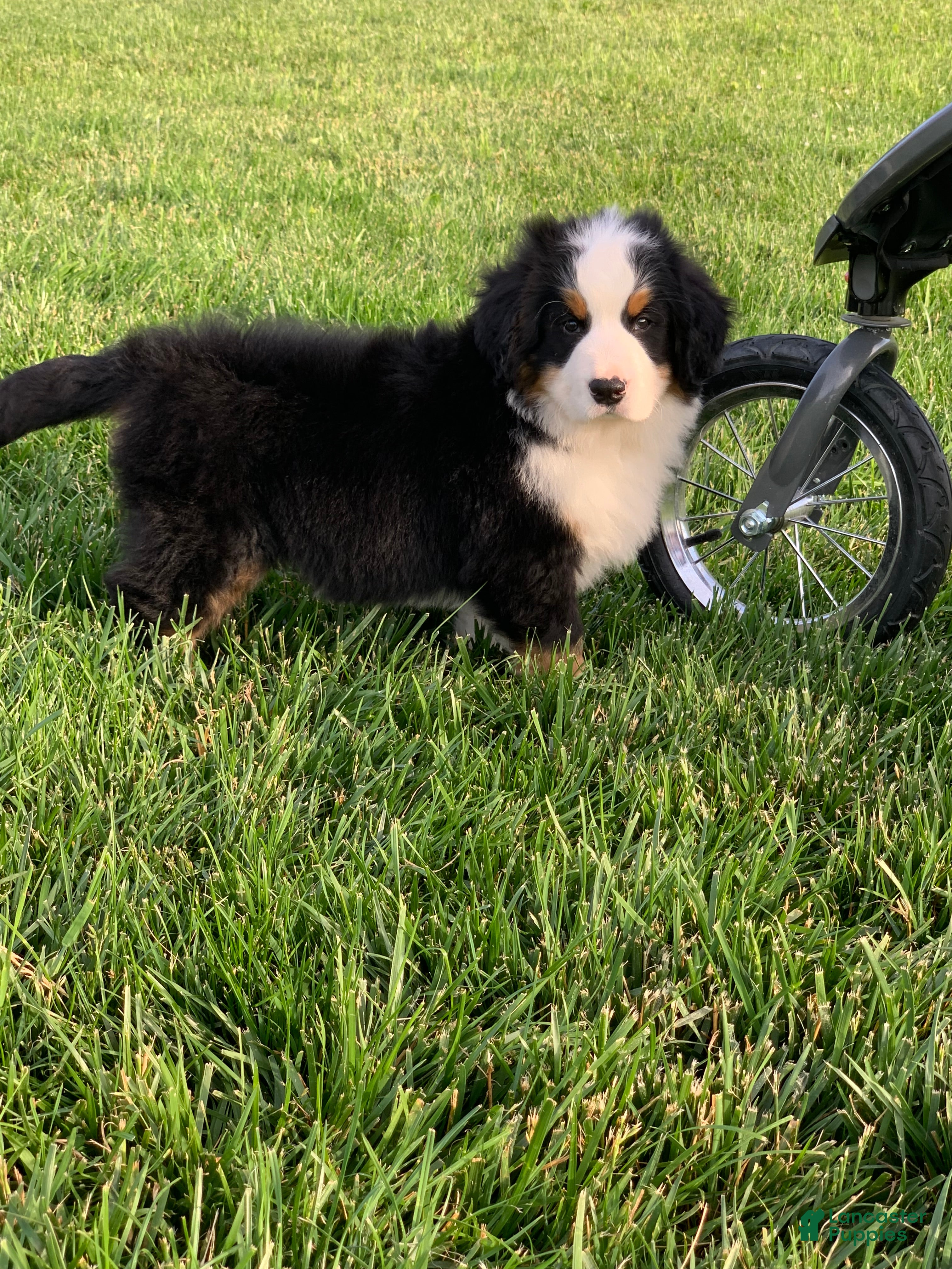 Bernese Mountain Dog dogs for sale: Nemo - Ad 14