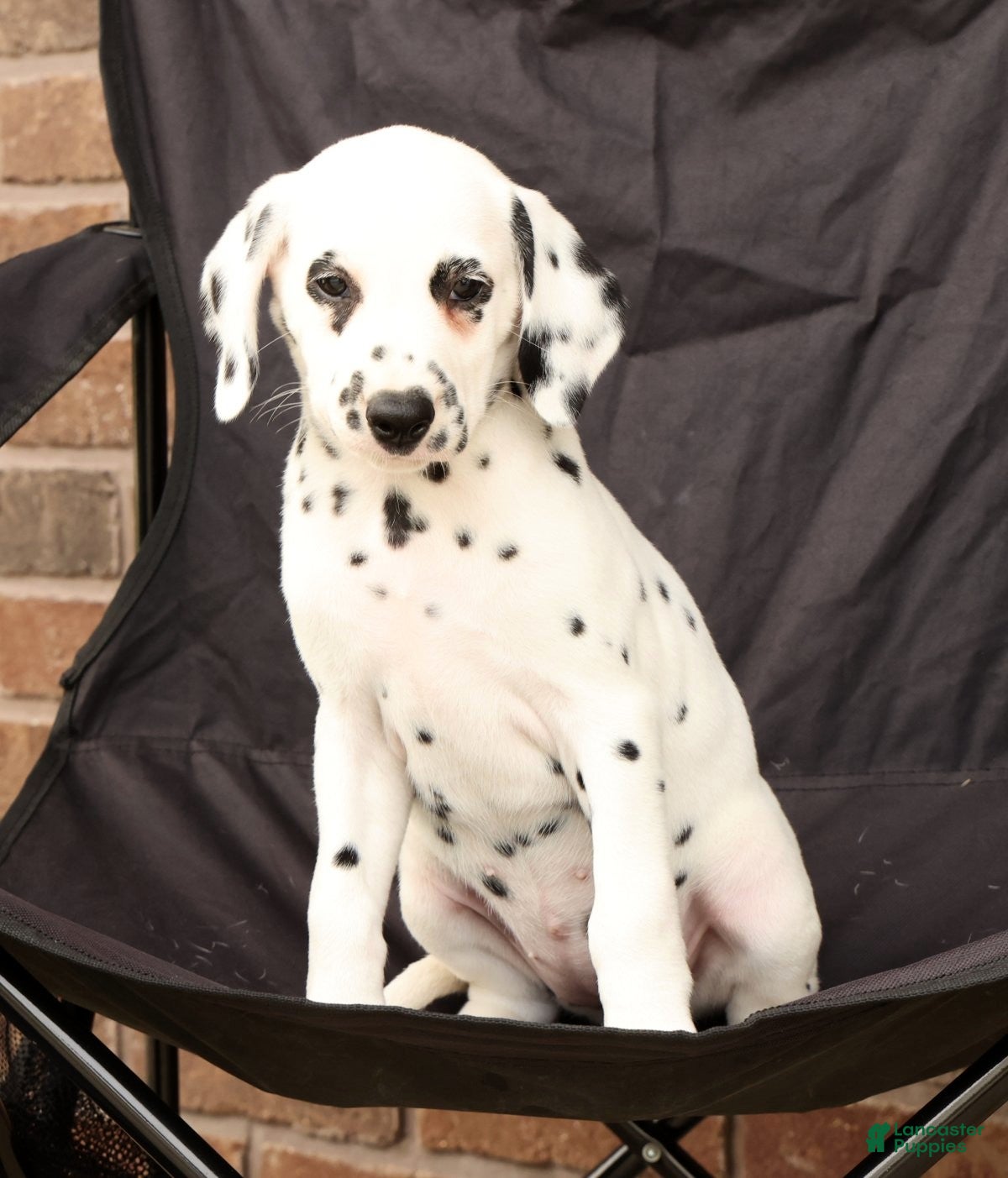 Dalmatian dogs Dora - Ad 1