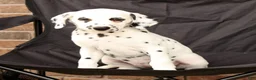 Dalmatian dogs for sale: Dora - Ad 1