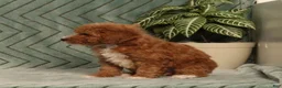 Miniature Poodle dogs for sale: Gracie - Ad 3
