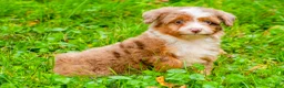 Mini Aussiedoodle dogs for sale: Lani - Ad 3