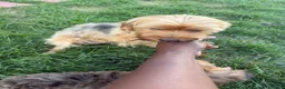 Yorkshire Terrier dogs for sale: Yorkshire Terrier 4 - Ad 2