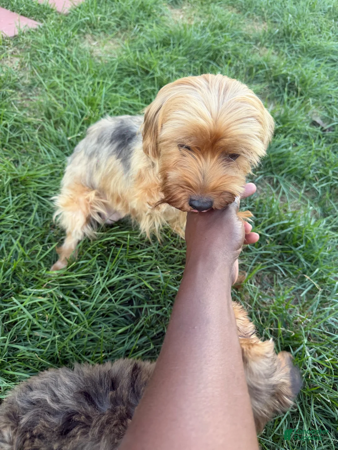 Yorkshire Terrier dogs for sale: Yorkshire Terrier 4 - Ad 2