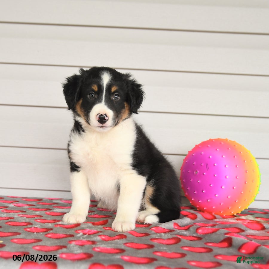 Mixed Breed dogs Keegan - Ad 2