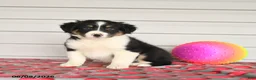 Mixed Breed dogs for sale: Keegan - Ad 2