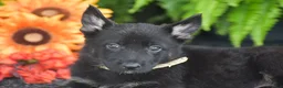 German Shepherd dogs for sale: Athena - Ad 3