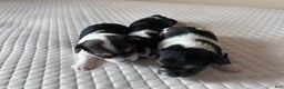 Biewer Terrier dogs for sale: Puppy - Ad 2