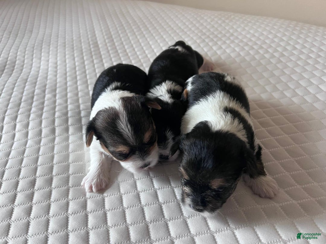 Biewer Terrier dogs for sale: Puppy - Ad 2
