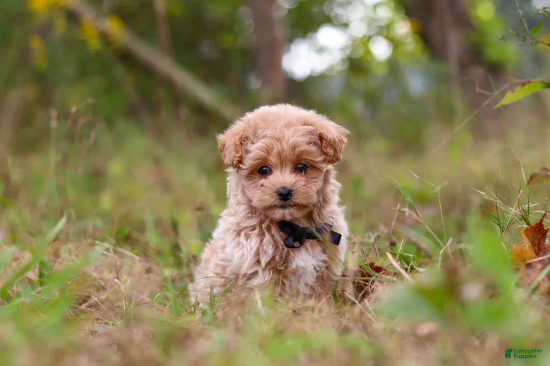 Maltipoo dogs for sale: Nash - Ad 1