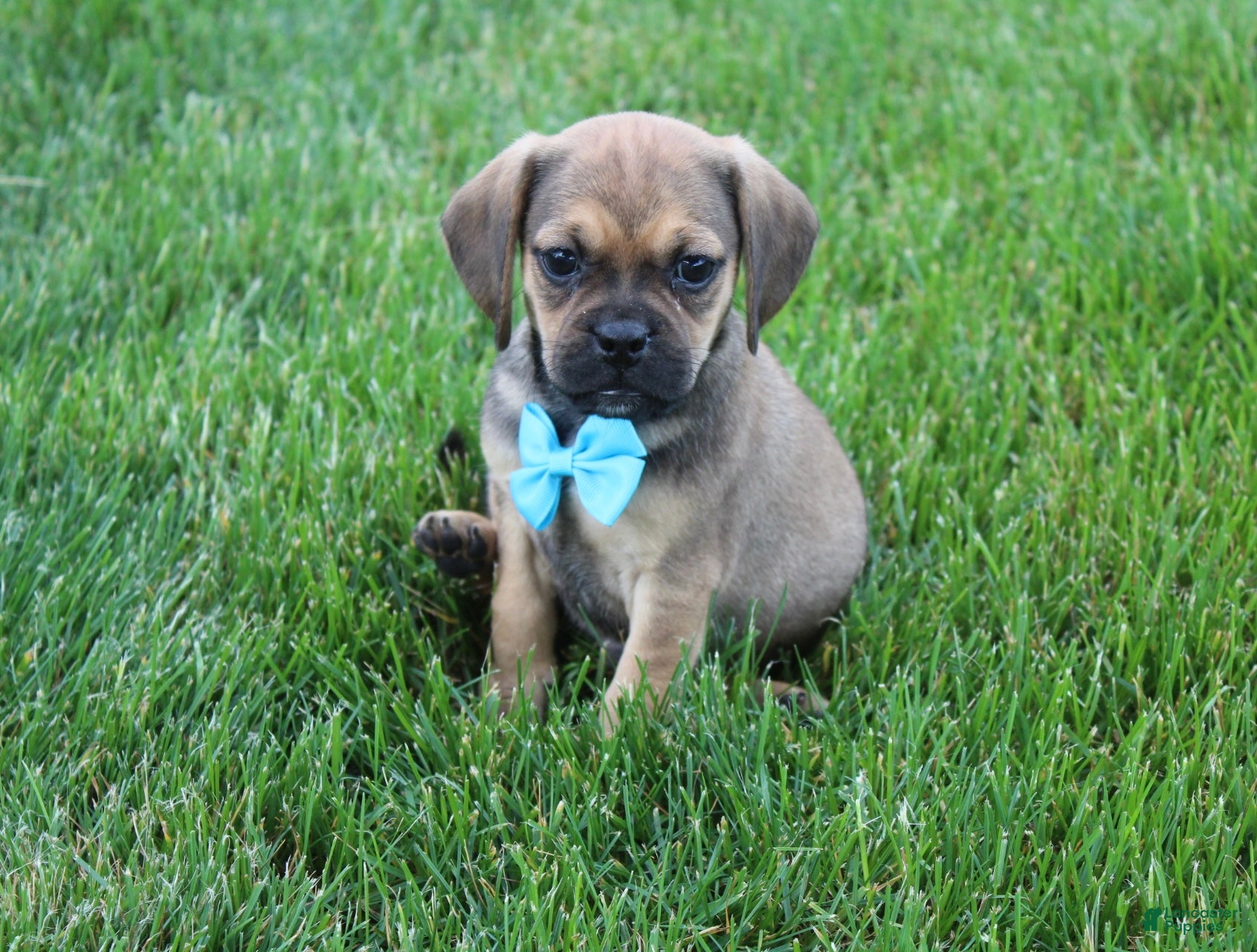 Puggle dogs Rambo - Ad 1