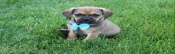 Puggle dogs for sale: Rambo - Ad 1