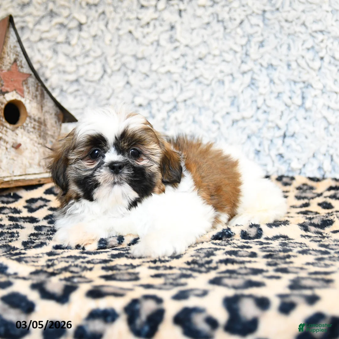 Shih Tzu dogs for sale: Dexter - Ad 3