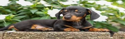 Miniature Dachshund dogs for sale: Houston🐾 - Ad 4