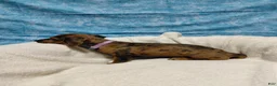Miniature Dachshund dogs for sale: Miniature Dachshund 3 - Ad 5