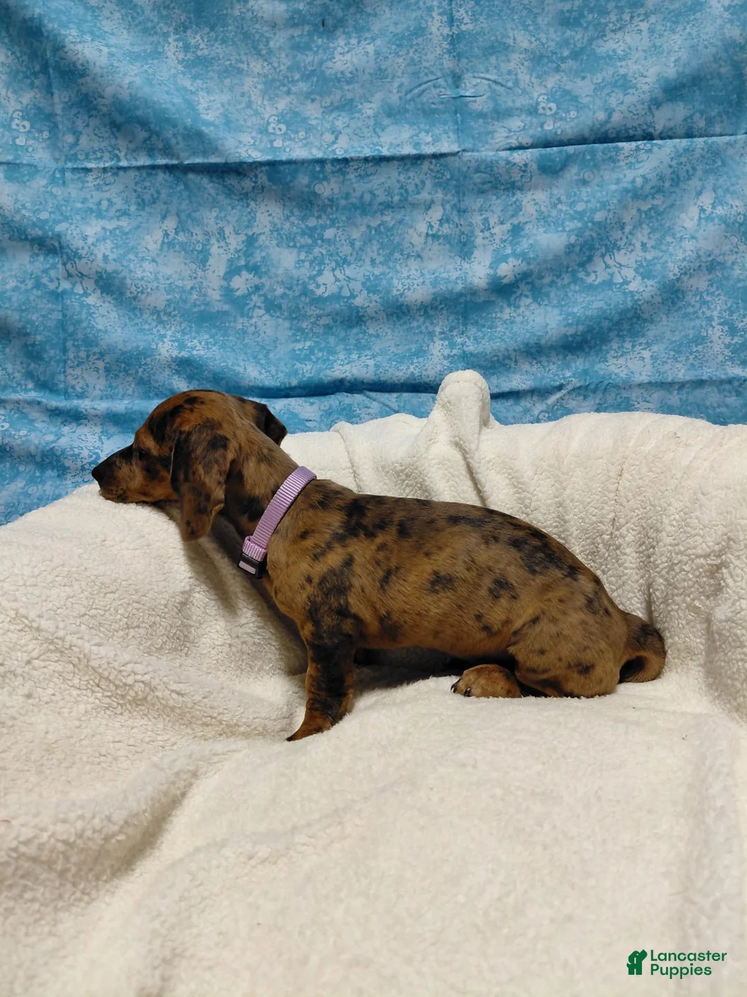 Miniature Dachshund dogs for sale: Miniature Dachshund 3 - Ad 5