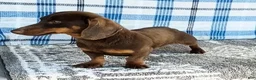 Miniature Dachshund dogs for sale: Titus - Ad 8
