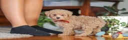 Miniature Poodle dogs for sale: Brady - Ad 5
