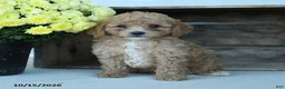 Shihpoo dogs for sale: Josie - Ad 5