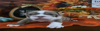 English Bulldog 4