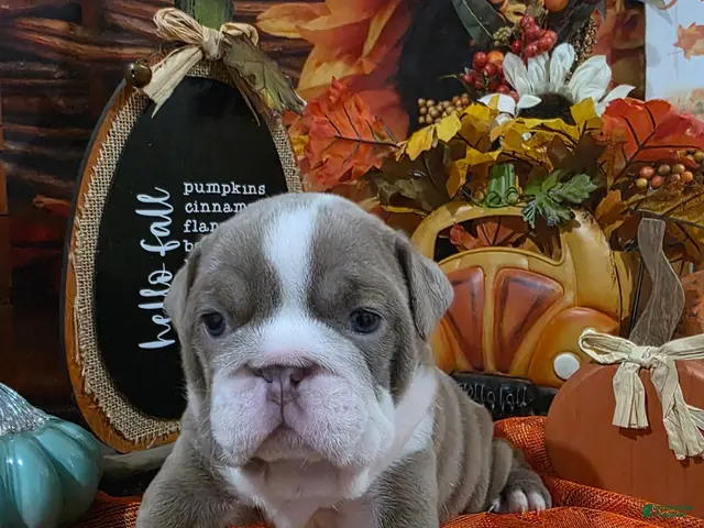 English Bulldog dogs for sale: English Bulldog 4 - Ad 33