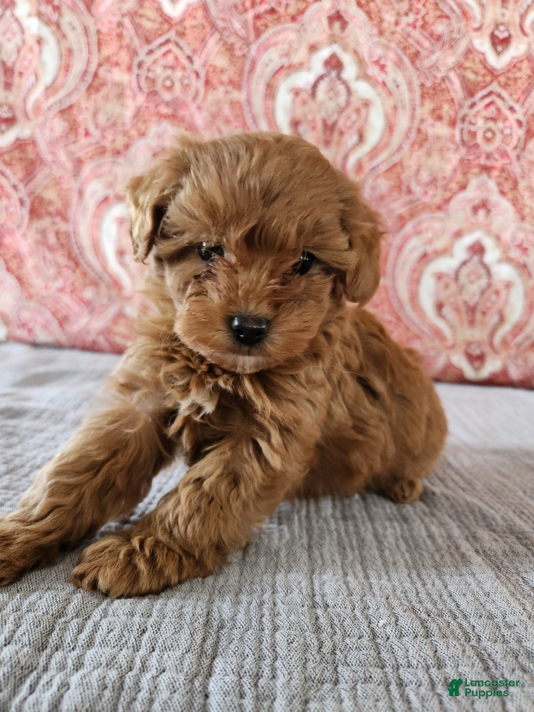 Mini Goldendoodle dogs for sale: Kate - Ad 2