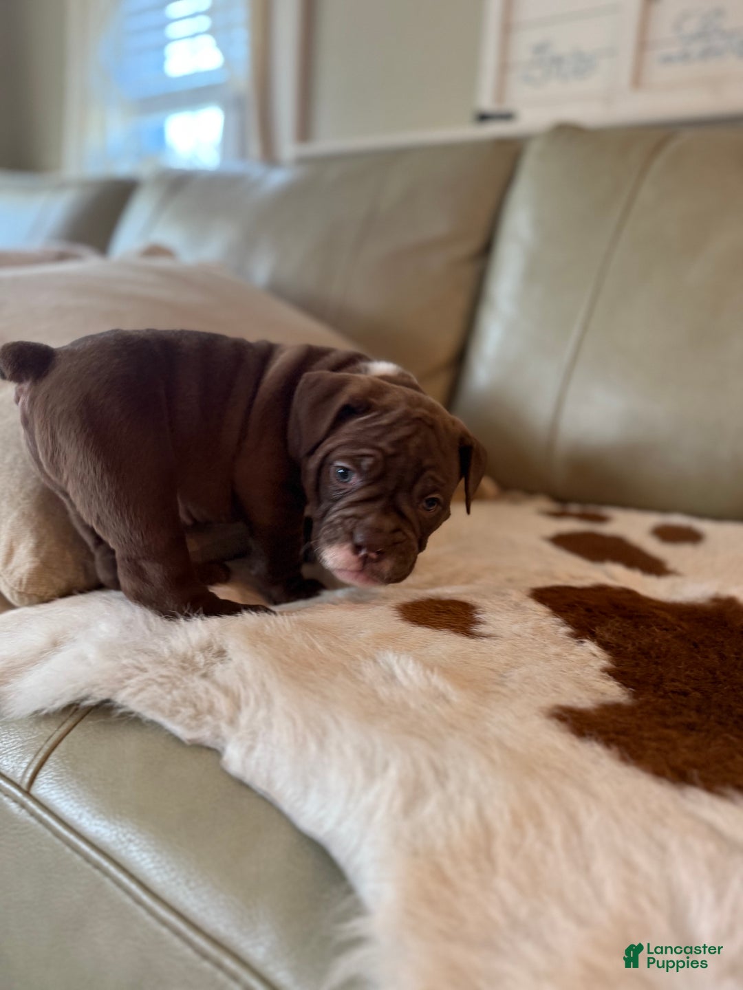 Olde English Bulldogge dogs for sale: Olde English Bulldogge Puppy 2 - Ad 6