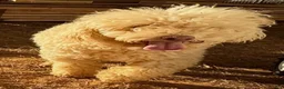 Mixed Breed dogs for sale: Tiny Tim - Ad 5