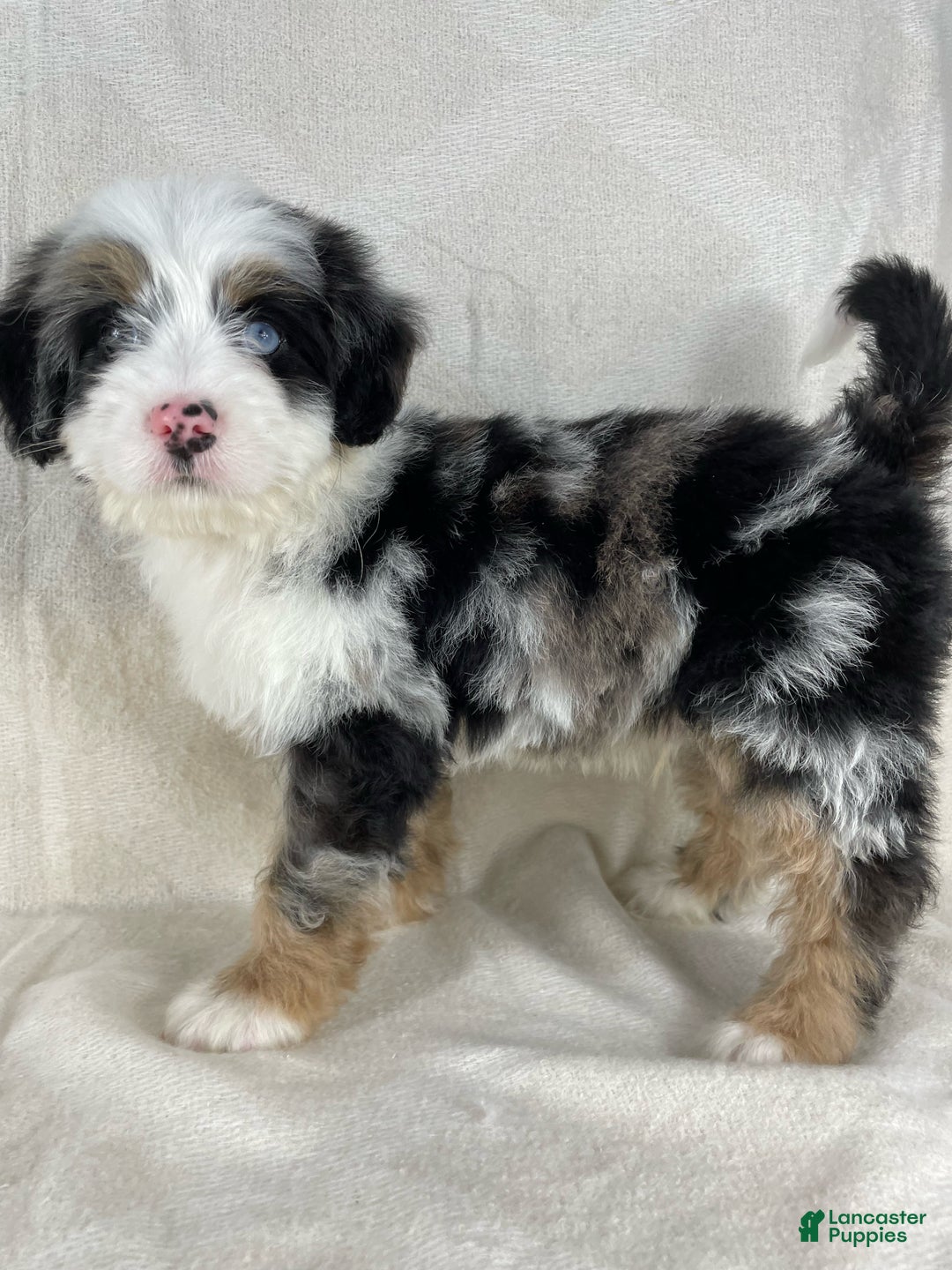 Gallery Image {{count}}