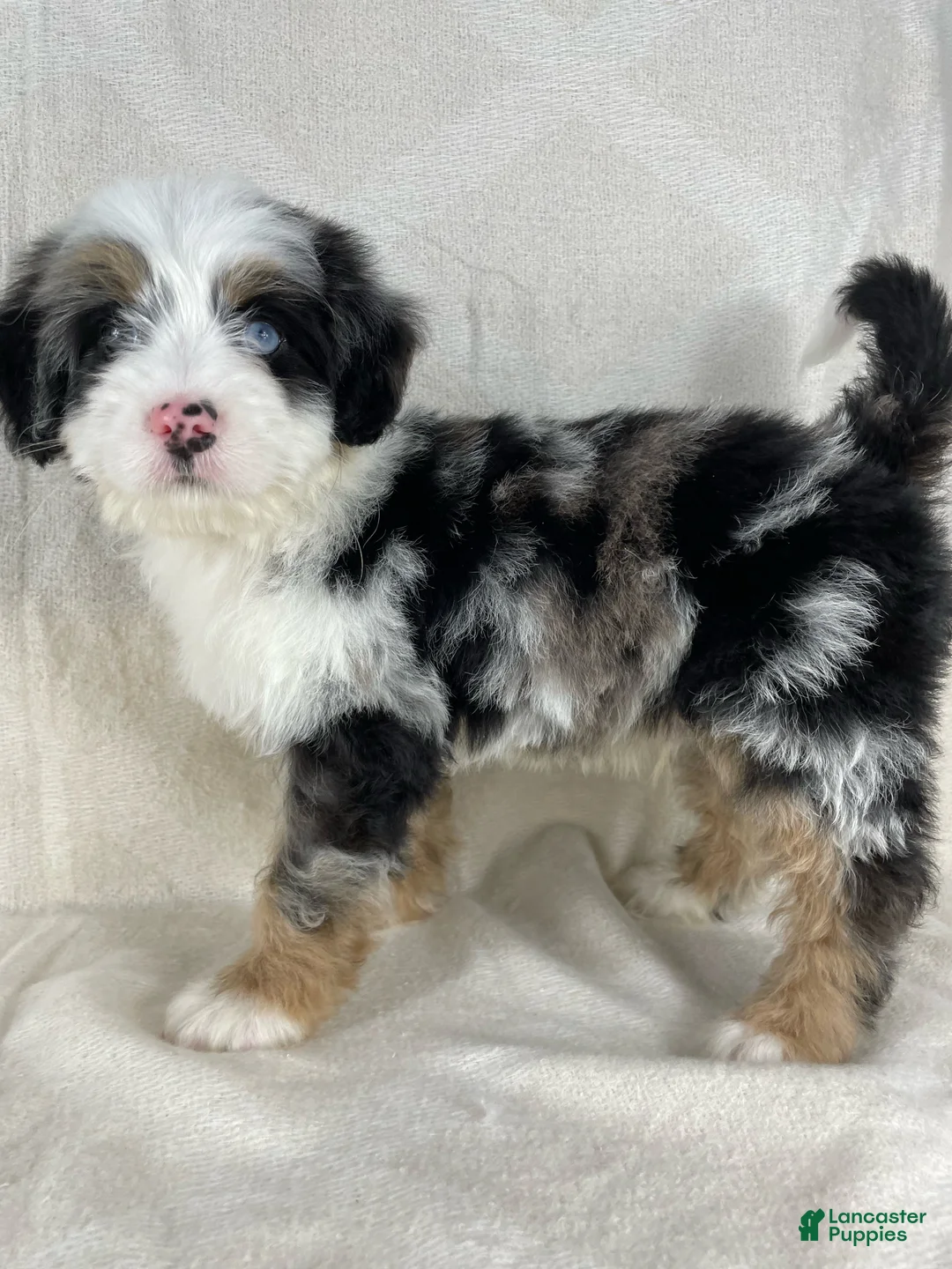 Gallery Image {{count}}