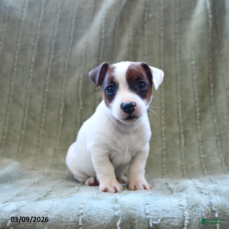 Jack Russell Terrier dogs Wellington - Ad 1