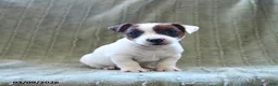 Jack Russell Terrier dogs for sale: Wellington - Ad 1