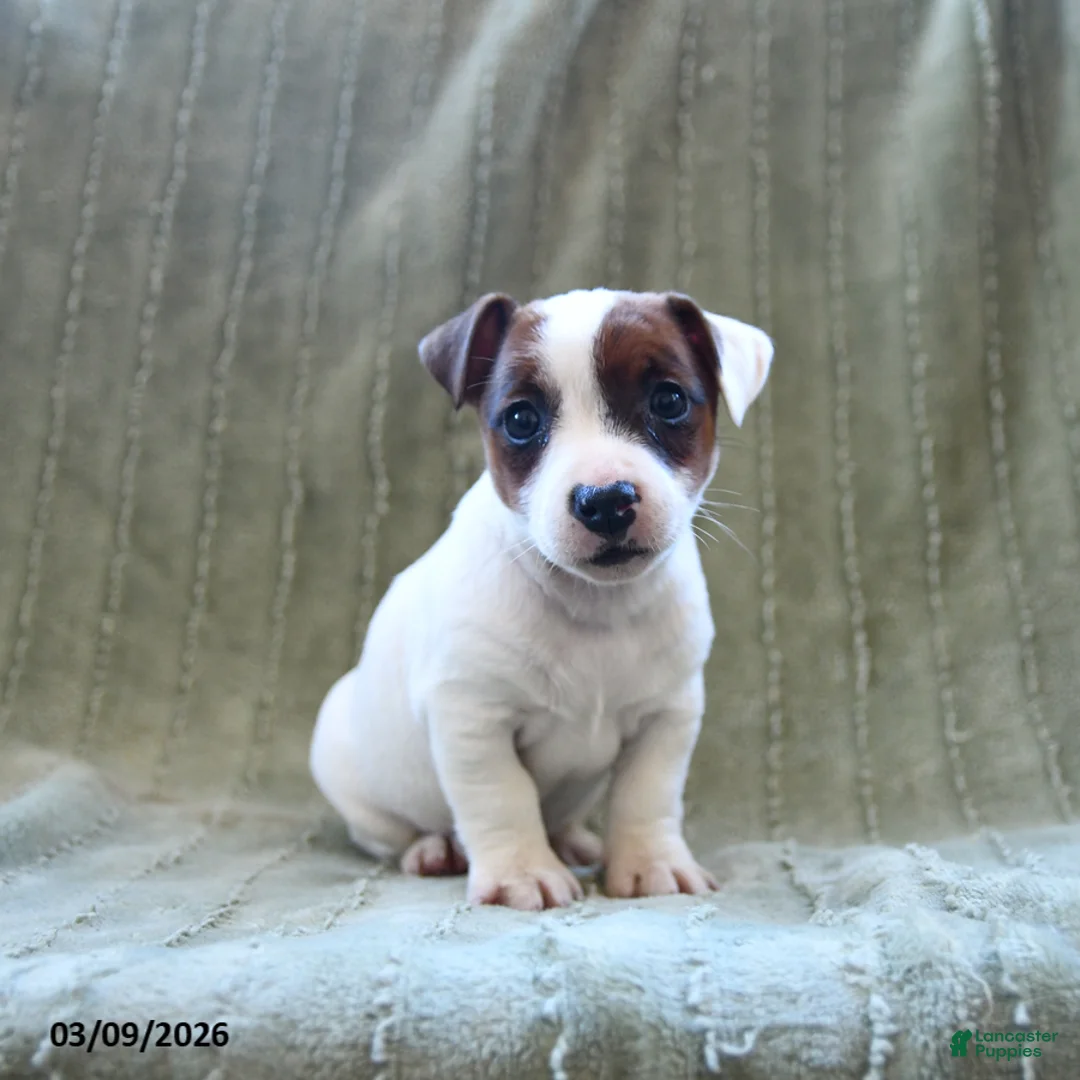 Jack Russell Terrier dogs for sale: Wellington - Ad 1