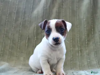Jack Russell Terrier dogs for sale: Wellington - Ad 1
