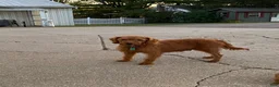 Miniature Labradoodle dogs for sale: Sunshine - Ad 11