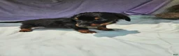 Dachshund dogs for sale: Shayla - Ad 2