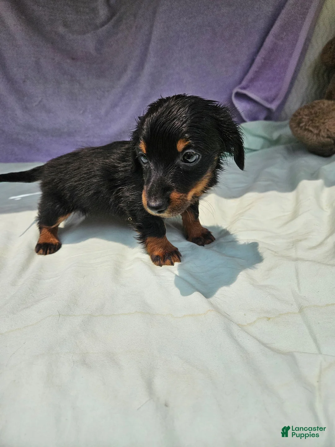 Dachshund dogs for sale: Shayla - Ad 2