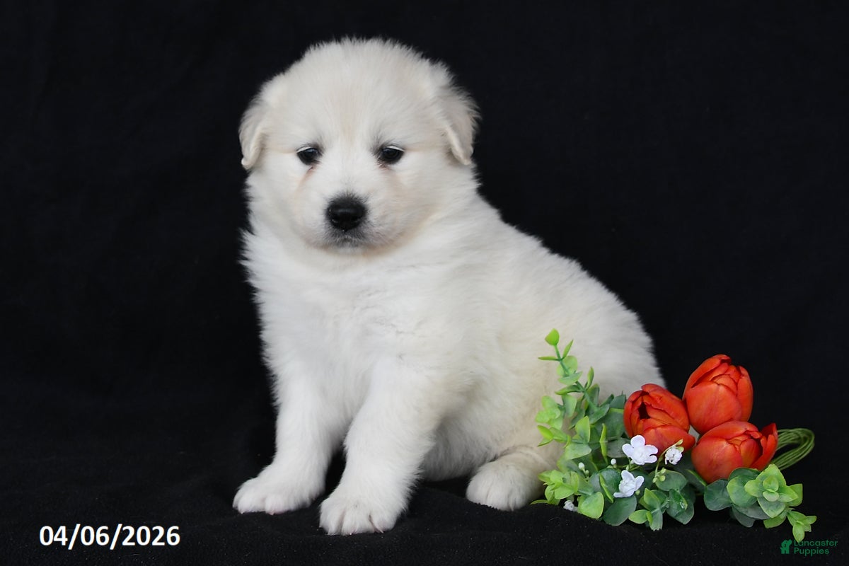 Golden Retriever dogs Lilly - Ad 2