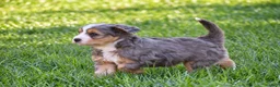 Mixed Breed dogs for sale: Sarah - Mini Bernedoodle - Ad 3