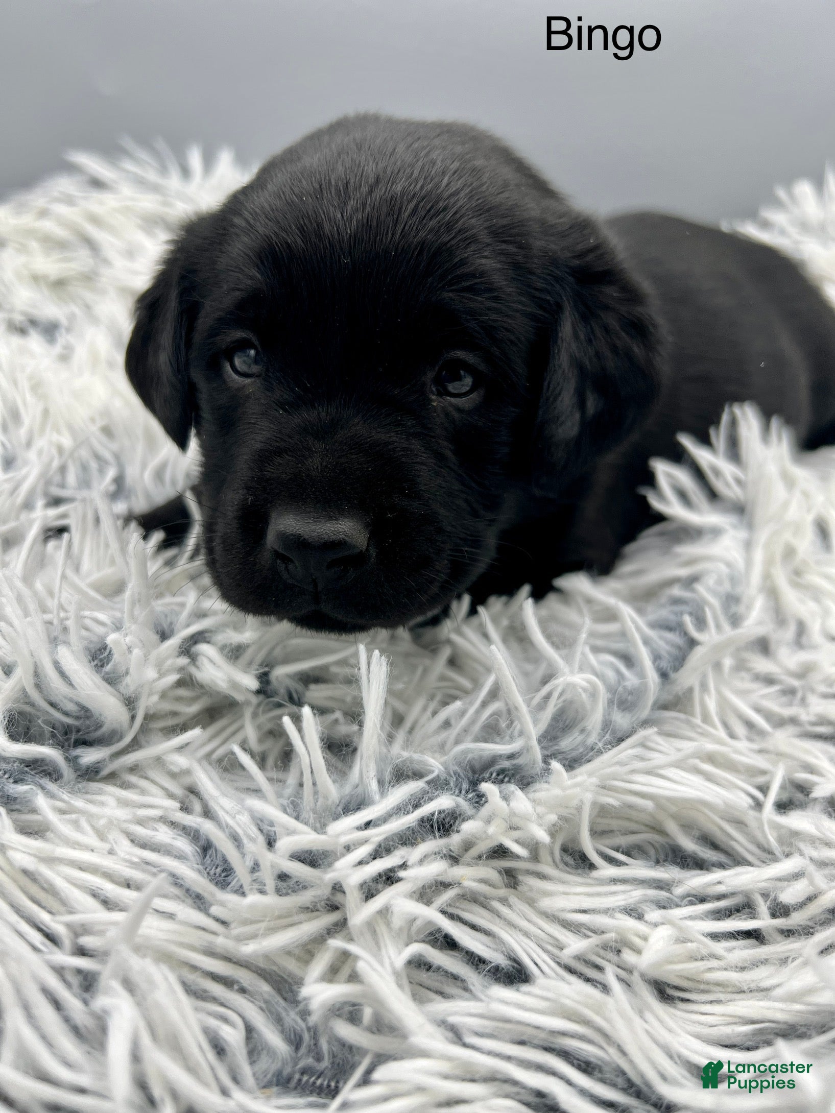 Labrador Retriever dogs Bingo-Labrador Retriever Puppy  - Ad 1